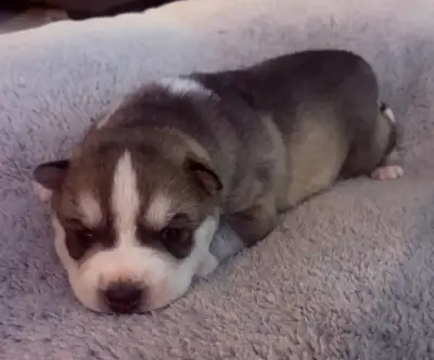 Husky puppies - 3 weeks old, View more