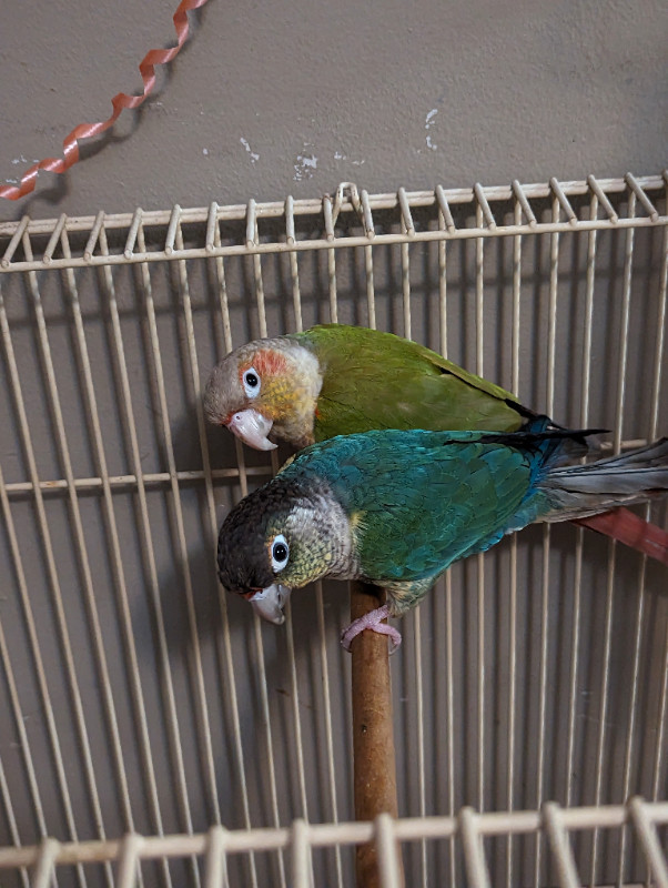 2 conure pair in Birds for Rehoming in Delta/Surrey/Langley - Image 3