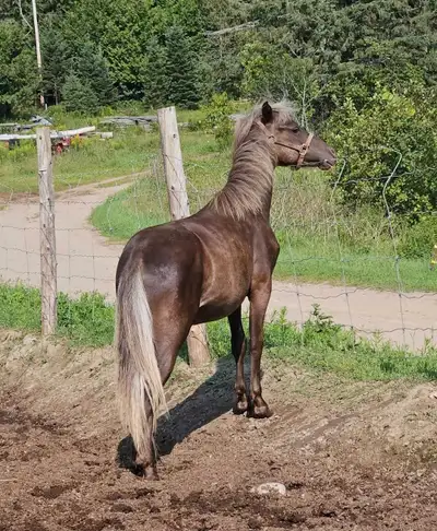 Poulain " demi cheval " 1an disponible! Pas encore castré encore jeune.. Encore besoin de temps! Auc...