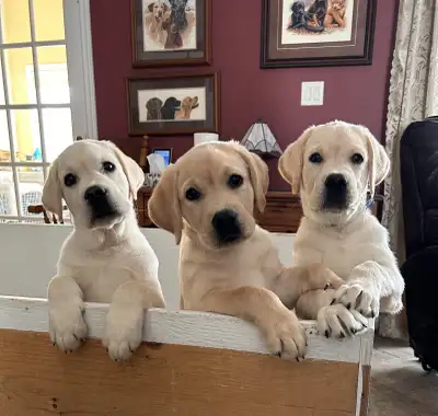 CKC Registered Labrador Retriever Puppies (yellow), View more