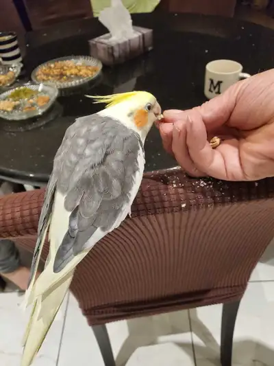 Male cockatiel , View more