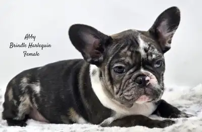 French Bulldog Puppies *ckc registered*, View more