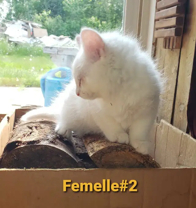 Chaton Poil long (50% Angora Turc, 25% Maine Coon, 25% Sibérien) in Cats & Kittens for Rehoming in Victoriaville - Image 6