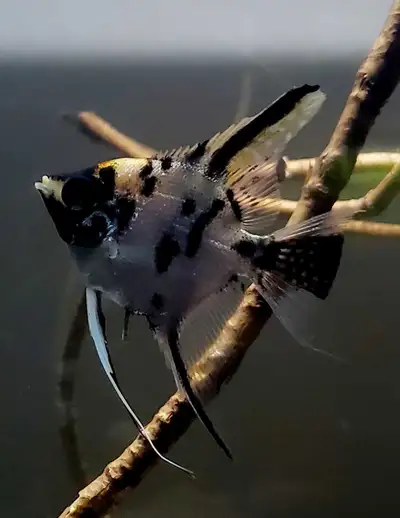 Koi angelfish , View more