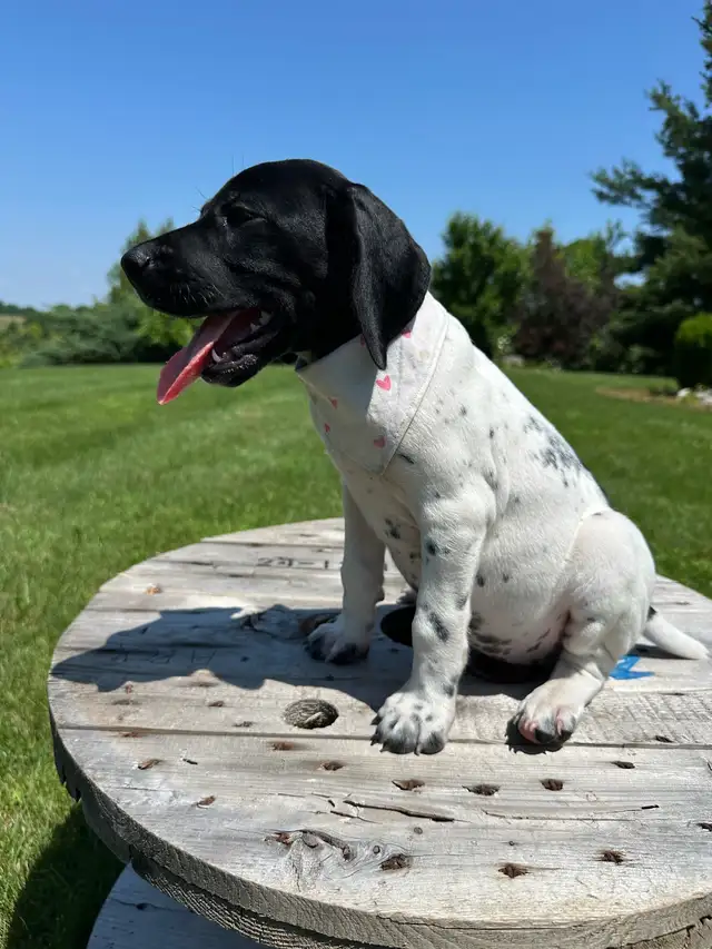 German shorthaired pointer puppies in Dogs & Puppies for Rehoming in Windsor Region - Image 9