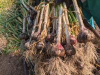 Organic Spanish Garlic for Planting