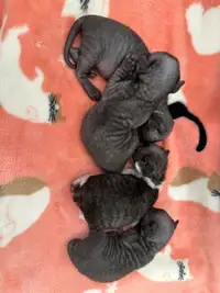  Beautiful Devon Rex kittens