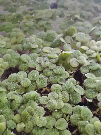 Salvinia/Water Spangles - Floating Aquarium Plant, View more