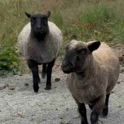 2 Babydoll sheep, View more