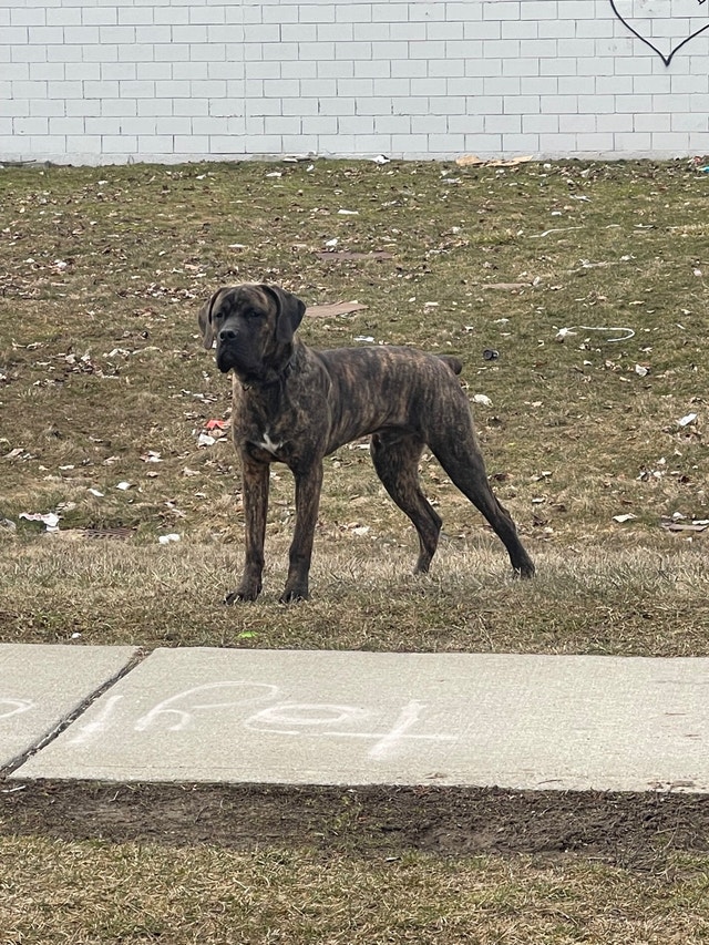 Dog for Rehoming Dogs & Puppies for Rehoming London Kijiji