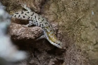 egernia depressa, View more