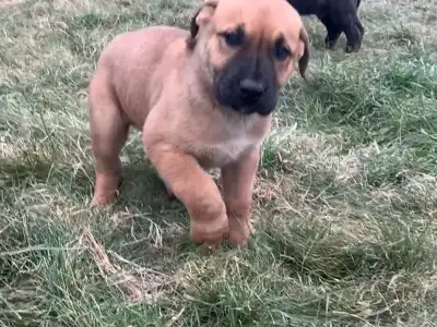 Presa Canario Puppies, View more