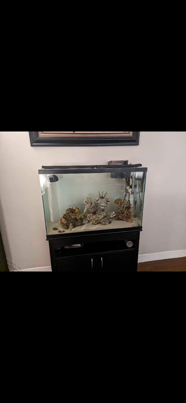 Aquarium /fish tank  in Animal & Pet Services in Hamilton - Image 2