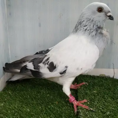 Pigeon femelle Damascène DG521, View more