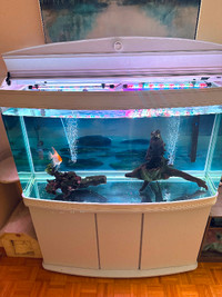 80 Gallon Curved Glass Aquarium+ stand/cover + extras