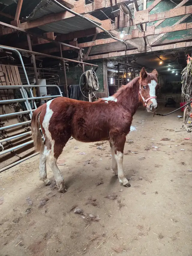 2025 APHA stud in Horses & Ponies for Rehoming in Regina - Image 3