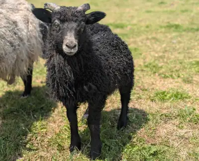 Icelandic ram ready for his new farm. Located outside of Fredericton. Can potentially travel. 10 wee...