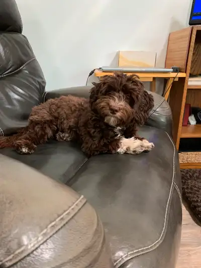 Chocolate Havanese Mix Puppy, View more