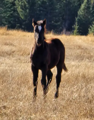 STRIKING DRAFT CROSS COLTS, View more