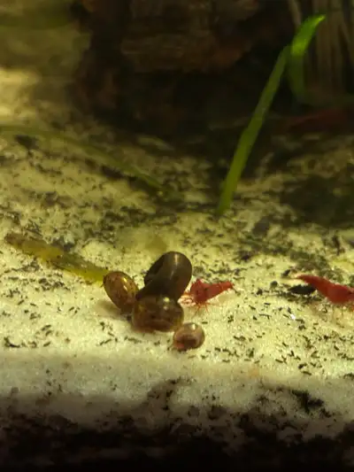 ramshorn snails aquarium SALE live feeder and cleanup crew, View more