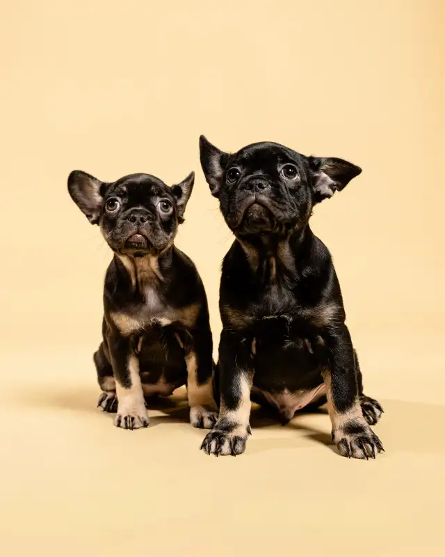 French Bulldog Puppies | Ready Soon | Pre-Booking Open in Dogs & Puppies for Rehoming in City of Toronto - Image 5