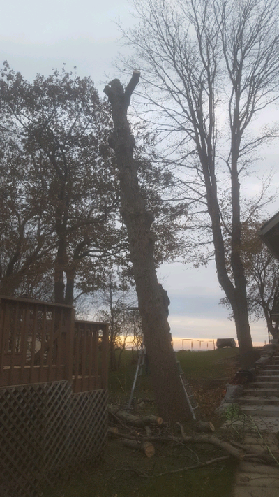 Tree removal, View more