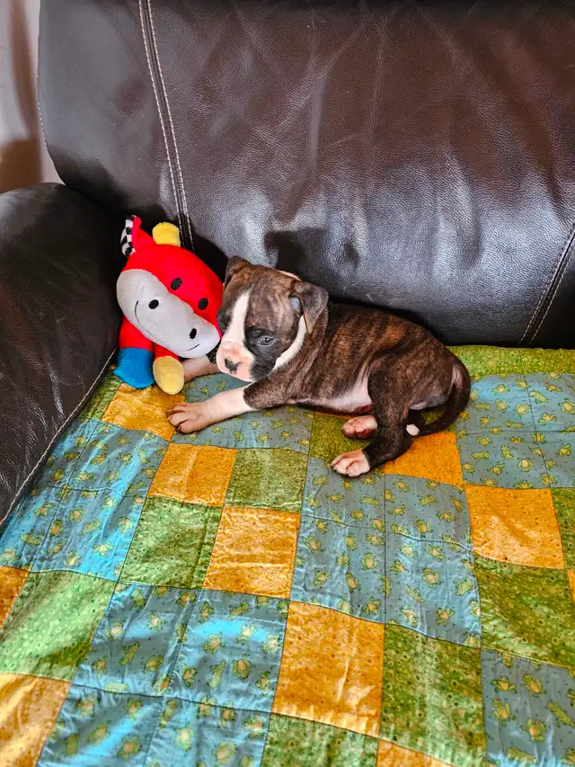 Chiots Boxer in Dogs & Puppies for Rehoming in West Island - Image 6