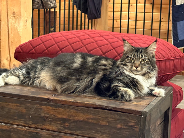 Maine coon breeding pair  in Cats & Kittens for Rehoming in Grande Prairie - Image 2