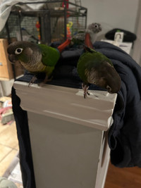 Pair of conures + large cage, nesting box, and accessories