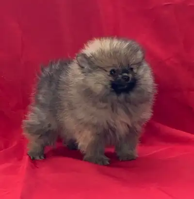 4 magnifique mâle pomeranien, View more