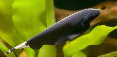 ghost knife fish for sale at T T Pets, View more