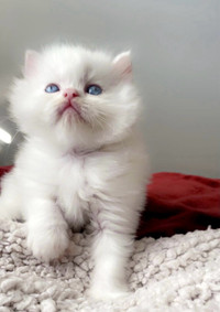  Adorable Persian Himalayan kittens 