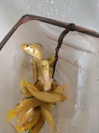 Yellow lab cichlids 