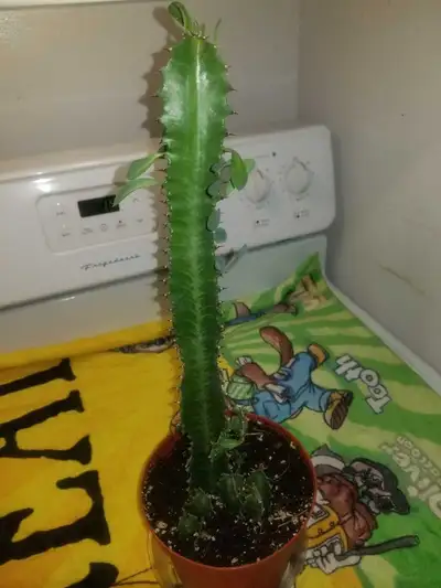 INDOOR PLANT Looking For A New For For A African Milk Tree Succulent With Lots Of Leafs And Branches...