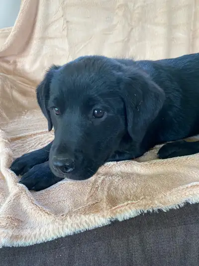 Our dark beauty, Is the last of her litter, and needs to find a loving home! Farm raised, exposed to...