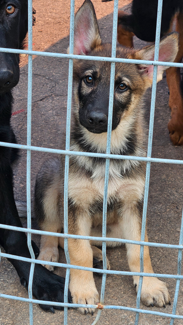 Chiot berger allemand dans Chiens et chiots à adopter  à Longueuil/Rive Sud - Image 4