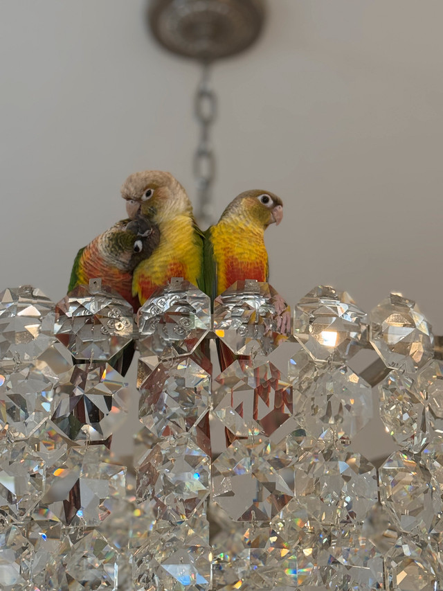 Two Pineapple Conure Parrots – Healthy, Playful & Bonded in Birds for Rehoming in Mississauga / Peel Region