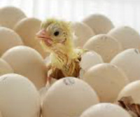 ISO hatching eggs 