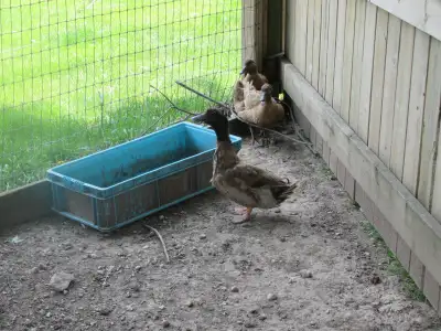 khaki Campbell ducks, View more