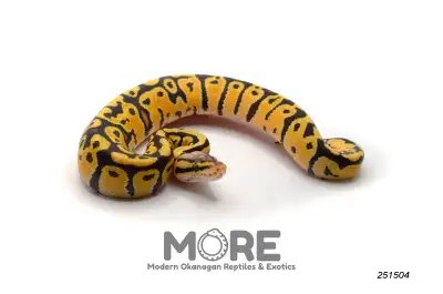 Ball Pythons Under $300!, View more