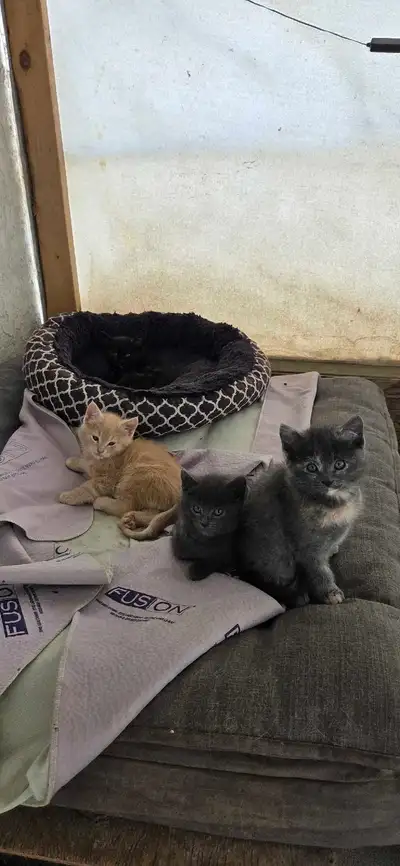 4 very cute kittens looking for new home, View more