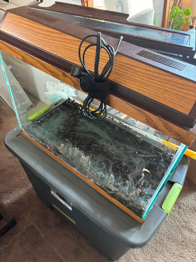 Isopod Colony with 20 gallon tank in Small Animals for Rehoming in Ottawa - Image 2