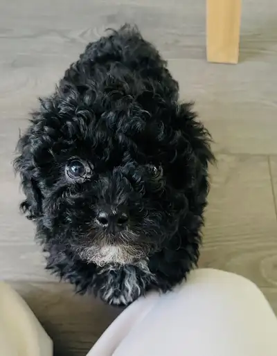 One Toy Poodle Boy!!, View more