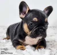 French Bulldog Puppies “CKC Registered”