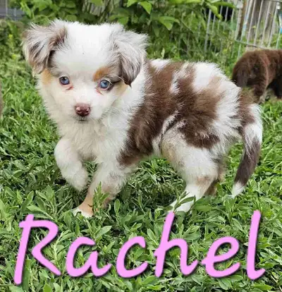 Dreamcatcher Ranch Toy and Mini Aussies, View more
