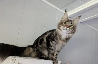 Beautiful Young Female Maine Coon Looking for a Loving Home, View more