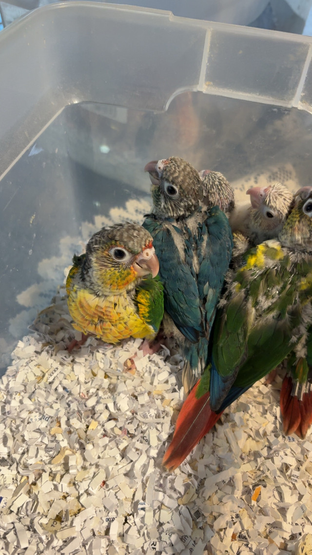 ❤️ Baby Conures For Sale HandFed ❤️ in Birds for Rehoming in London