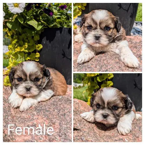 We have 3 sweet little Shih Tzu puppies - 1 female and 2 males - looking for their forever homes! Th...
