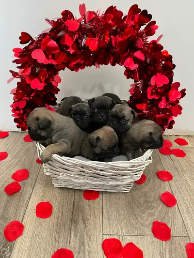 Pug puppies for sale, View more