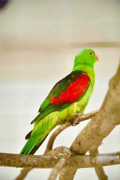 Crimson Wing parakeet male, View more